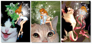 gift-catcards.jpg